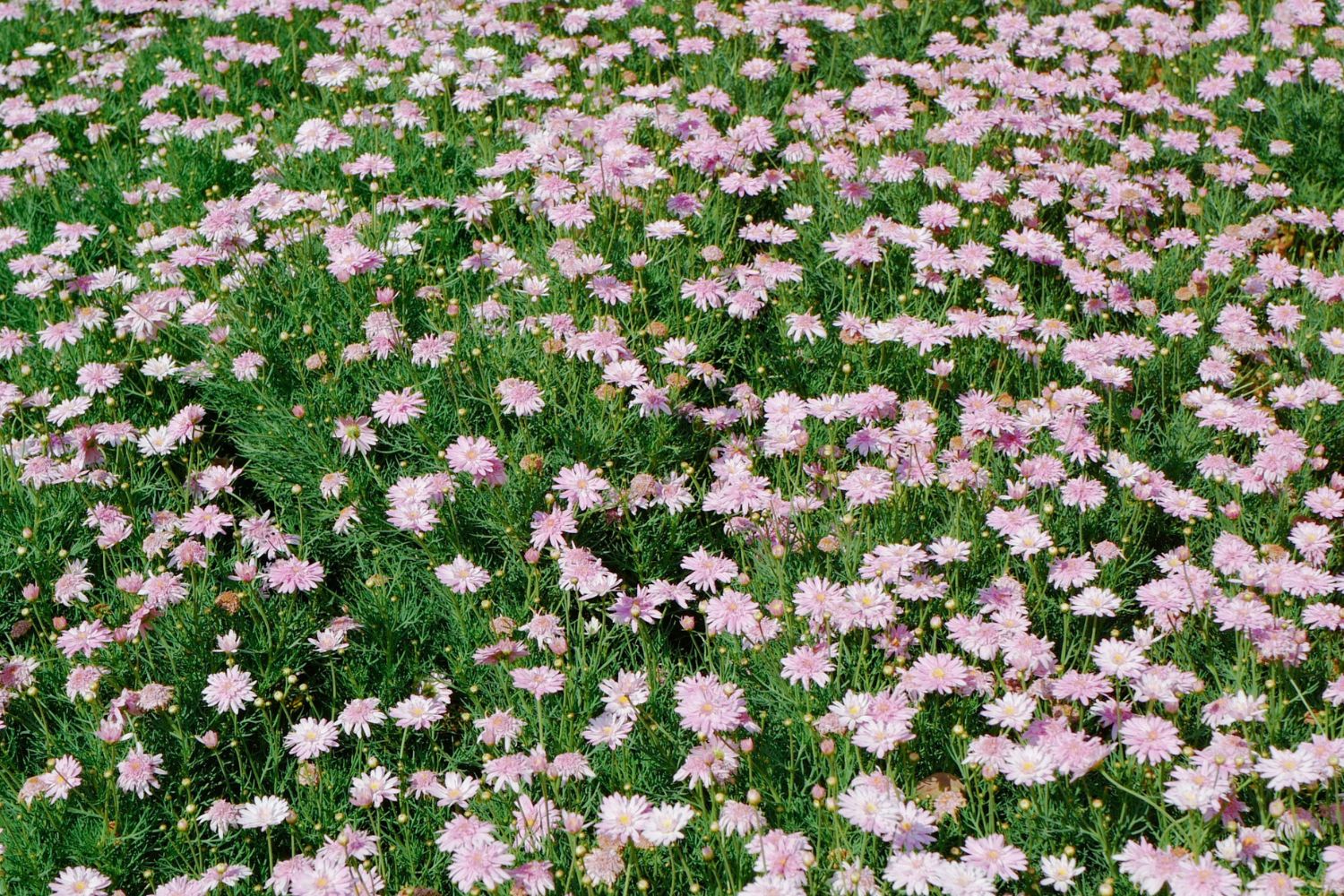 September's Garden