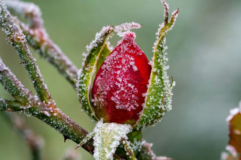 December's Garden