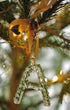 A-Z Alphabet Ornaments A-2
