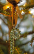 Alphabet_Ornaments_P-2