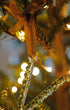 Alphabet_Ornaments_V-2